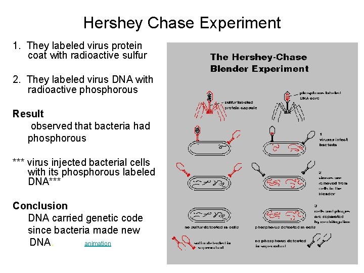 Hershey Chase Experiment 1. They labeled virus protein coat with radioactive sulfur 2. They