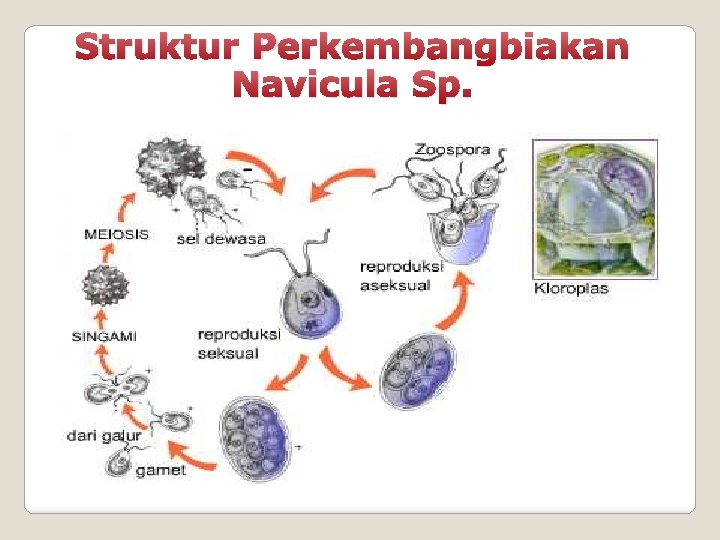 Struktur Perkembangbiakan Navicula Sp. 