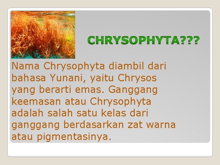 Nama Chrysophyta diambil dari bahasa Yunani, yaitu Chrysos yang berarti emas. Ganggang keemasan atau