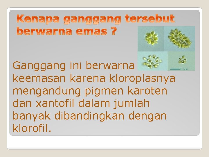 Ganggang ini berwarna keemasan karena kloroplasnya mengandung pigmen karoten dan xantofil dalam jumlah banyak