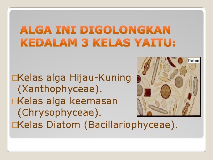 �Kelas alga Hijau-Kuning (Xanthophyceae). �Kelas alga keemasan (Chrysophyceae). �Kelas Diatom (Bacillariophyceae). 