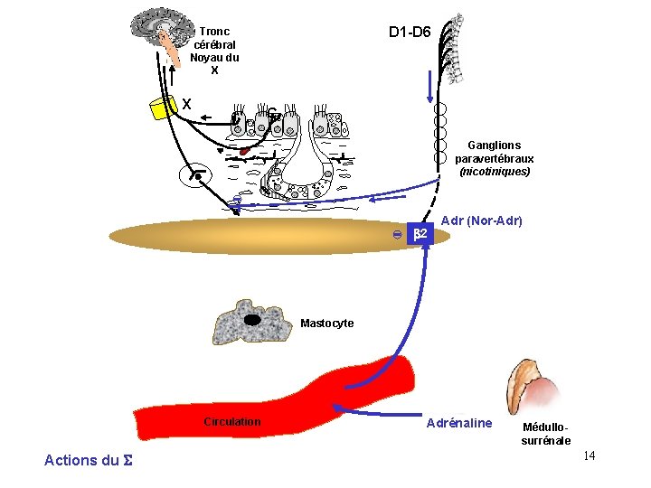 D 1 -D 6 Tronc cérébral Noyau du X X r C Ganglions paravertébraux