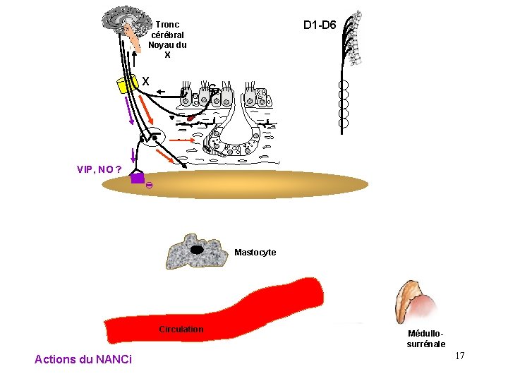 D 1 -D 6 Tronc cérébral Noyau du X X r C VIP, NO