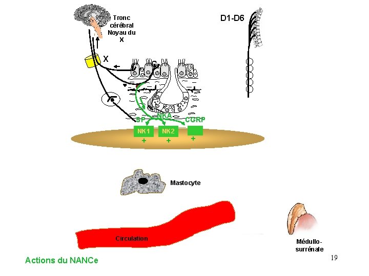 D 1 -D 6 Tronc cérébral Noyau du X X C r SP NKA