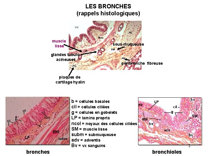 LES BRONCHES (rappels histologiques) muscle lisse sous-muqueuse glandes tubuloacineuses péribronche fibreuse plaques de cartilage