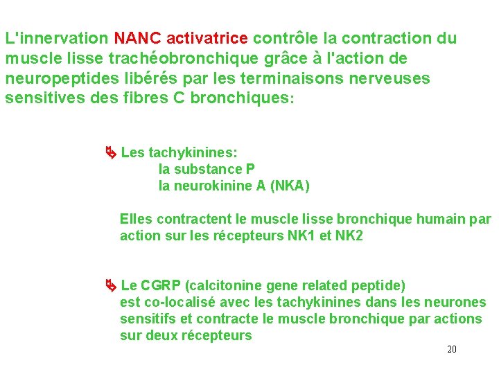 L'innervation NANC activatrice contrôle la contraction du muscle lisse trachéobronchique grâce à l'action de