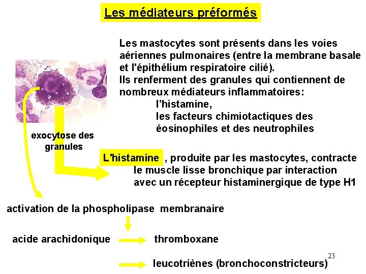 Les médiateurs préformés Les mastocytes sont présents dans les voies aériennes pulmonaires (entre la