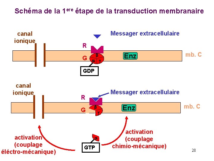 Schéma de la 1 ere étape de la transduction membranaire canal ionique Messager extracellulaire