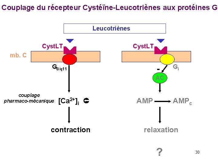 Couplage du récepteur Cystéïne-Leucotriènes aux protéines G Leucotriènes Cyst. LT mb. C G 0/q