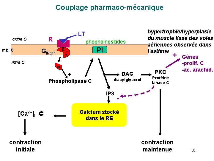 Couplage pharmaco-mécanique R extra C G 0/q 11 mb. C intra C phophoinositides PI