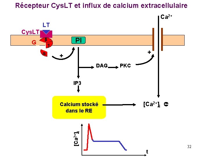 Récepteur Cys. LT et influx de calcium extracellulaire Ca 2+ LT Cys. LT PI