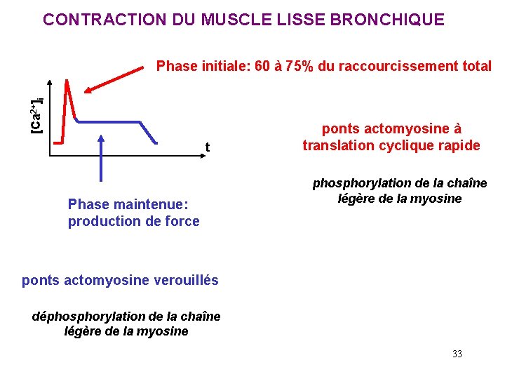 CONTRACTION DU MUSCLE LISSE BRONCHIQUE [Ca 2+]i Phase initiale: 60 à 75% du raccourcissement