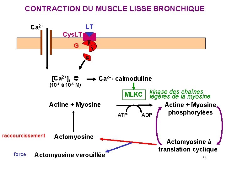 CONTRACTION DU MUSCLE LISSE BRONCHIQUE LT Ca 2+ Cys. LT G b a g