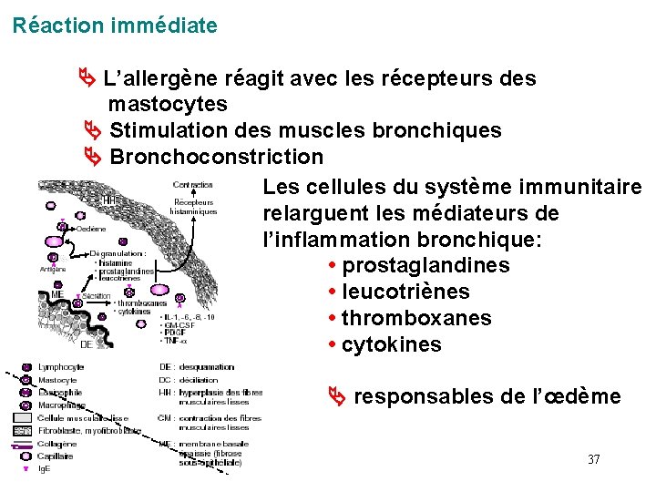 Réaction immédiate L’allergène réagit avec les récepteurs des mastocytes Stimulation des muscles bronchiques Bronchoconstriction