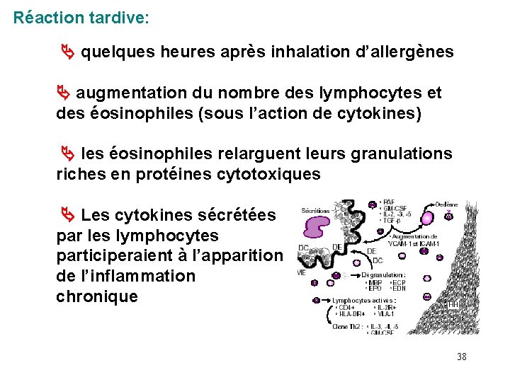 Réaction tardive: quelques heures après inhalation d’allergènes augmentation du nombre des lymphocytes et des