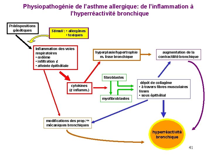 Physiopathogénie de l’asthme allergique: de l’inflammation à l’hyperréactivité bronchique Prédispositions génétiques Stimuli : •