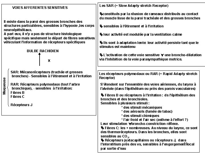 VOIES AFFERENTES SENSITIVES Il existe dans la paroi des grosses bronches des structures particulières,
