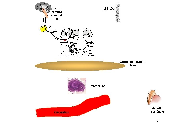 D 1 -D 6 Tronc cérébral Noyau du X X r C + Cellule