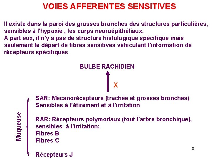 VOIES AFFERENTES SENSITIVES Il existe dans la paroi des grosses bronches des structures particulières,