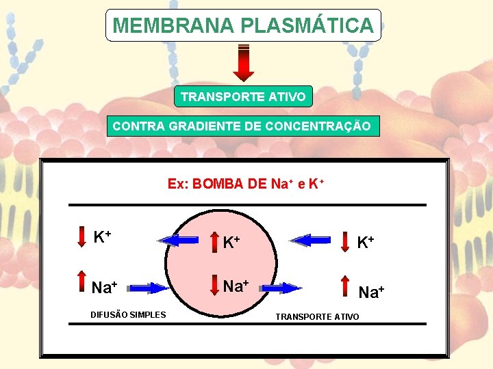 MEMBRANA PLASMÁTICA TRANSPORTE ATIVO CONTRA GRADIENTE DE CONCENTRAÇÃO Ex: BOMBA DE Na+ e K+