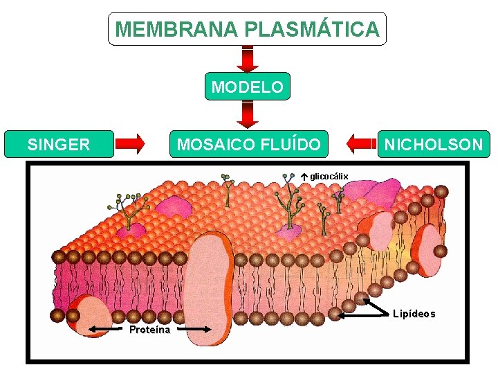 MEMBRANA PLASMÁTICA MODELO MOSAICO FLUÍDO SINGER NICHOLSON glicocálix Lipídeos Proteína 