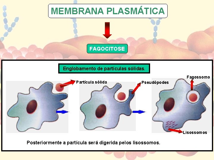 MEMBRANA PLASMÁTICA FAGOCITOSE Englobamento de partículas sólidas. Fagossomo Partícula sólida Pseudópodes Lisossomos Posteriormente a