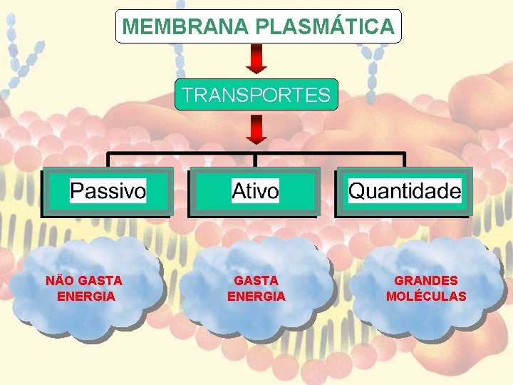 MEMBRANA PLASMÁTICA TRANSPORTES NÃO GASTA ENERGIA GRANDES MOLÉCULAS 