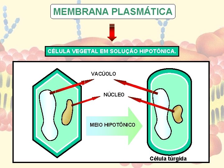 MEMBRANA PLASMÁTICA CÉLULA VEGETAL EM SOLUÇÃO HIPOTÔNICA. VACÚOLO NÚCLEO MEIO HIPOTÔNICO Célula túrgida 