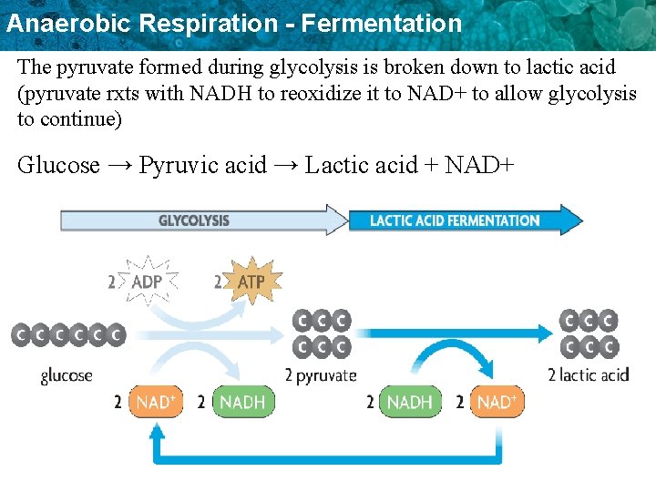 Anaerobic Respiration - Fermentation The pyruvate formed during glycolysis is broken down to lactic