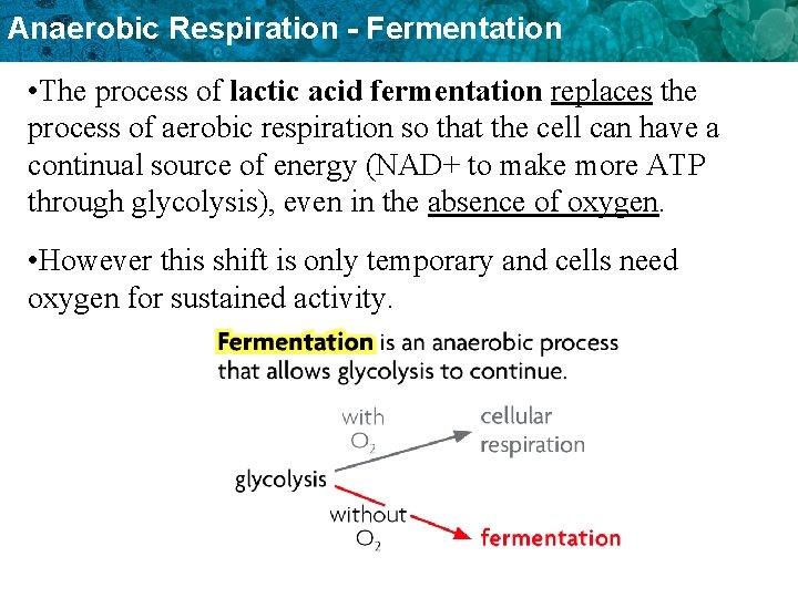 Anaerobic Respiration - Fermentation • The process of lactic acid fermentation replaces the process