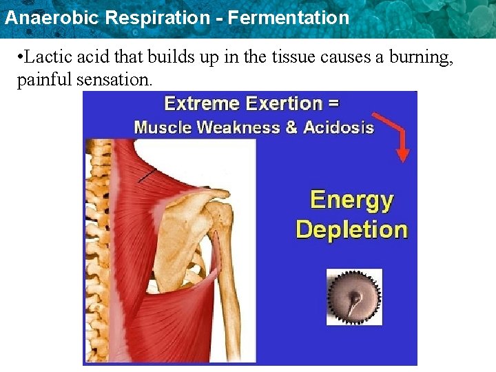 Anaerobic Respiration - Fermentation • Lactic acid that builds up in the tissue causes