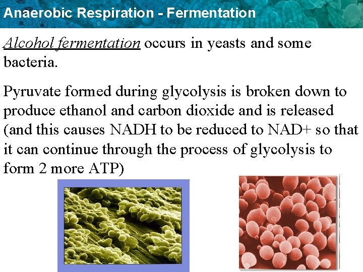 Anaerobic Respiration - Fermentation Alcohol fermentation occurs in yeasts and some bacteria. Pyruvate formed