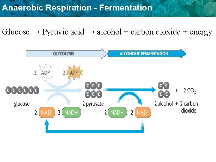 Anaerobic Respiration - Fermentation Glucose → Pyruvic acid → alcohol + carbon dioxide +