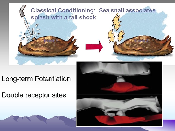 Classical Conditioning: Sea snail associates splash with a tail shock Event 1 Long-term Potentiation