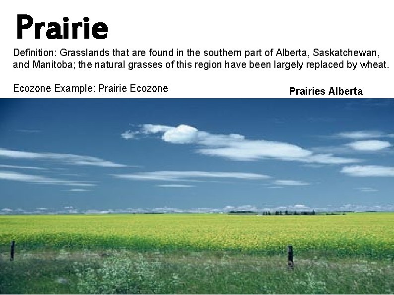 Prairie Definition: Grasslands that are found in the southern part of Alberta, Saskatchewan, and