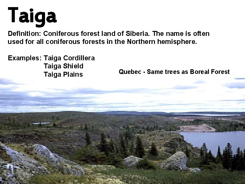 Taiga Definition: Coniferous forest land of Siberia. The name is often used for all