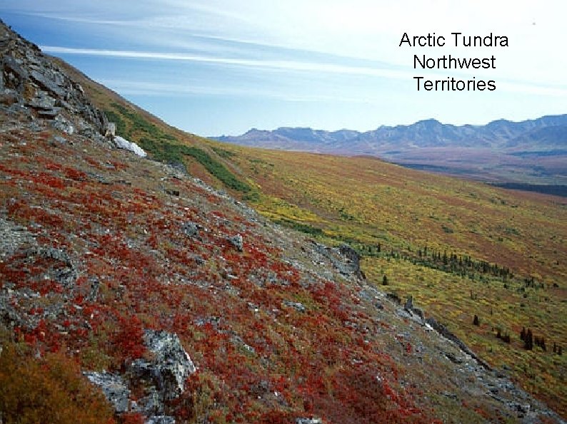 Arctic Tundra Northwest Territories 