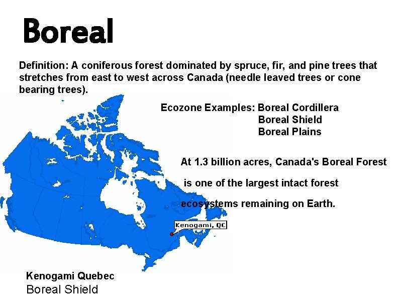 Boreal Definition: A coniferous forest dominated by spruce, fir, and pine trees that stretches