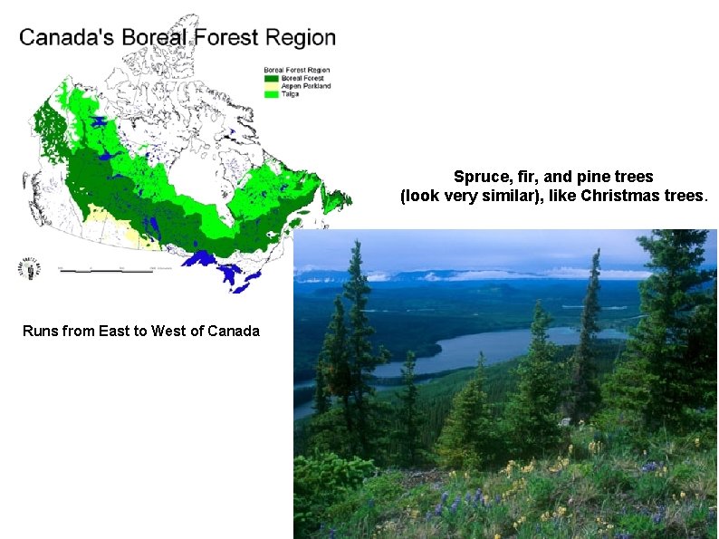 Spruce, fir, and pine trees (look very similar), like Christmas trees. Runs from East