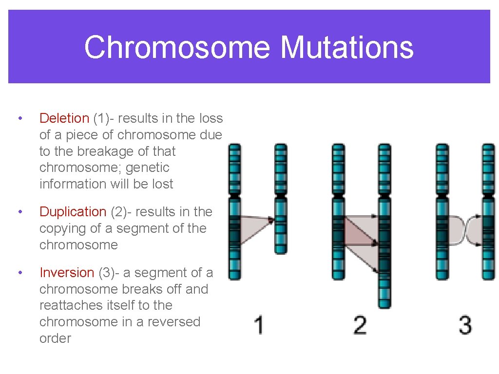 Chromosome Mutations • Deletion (1)- results in the loss of a piece of chromosome