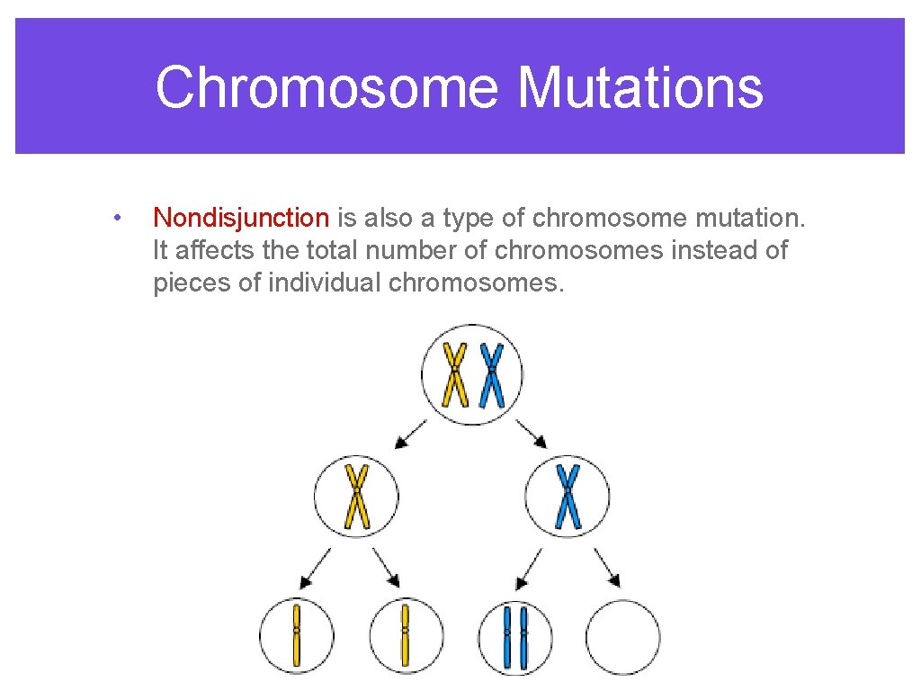 Chromosome Mutations • Nondisjunction is also a type of chromosome mutation. It affects the