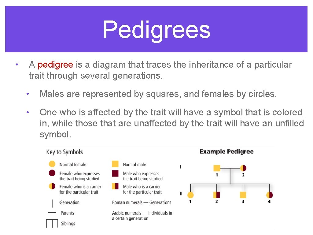 Pedigrees • A pedigree is a diagram that traces the inheritance of a particular