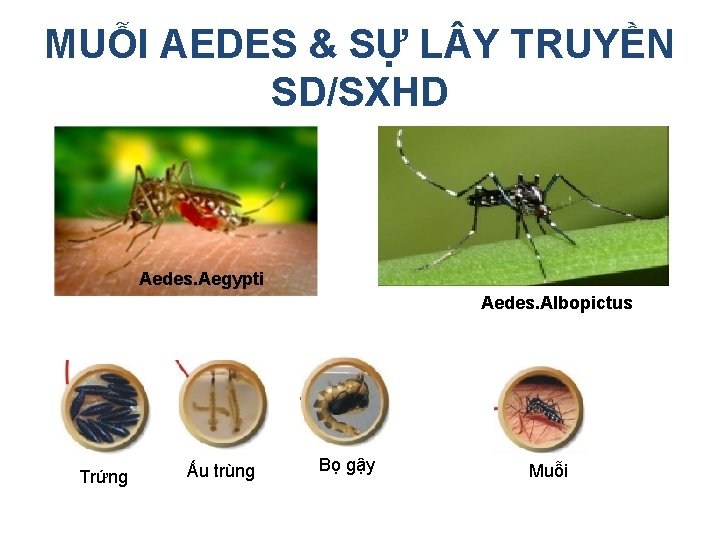 MUỖI AEDES & SỰ L Y TRUYỀN SD/SXHD Aedes. Aegypti Aedes. Albopictus Trứng Ấu