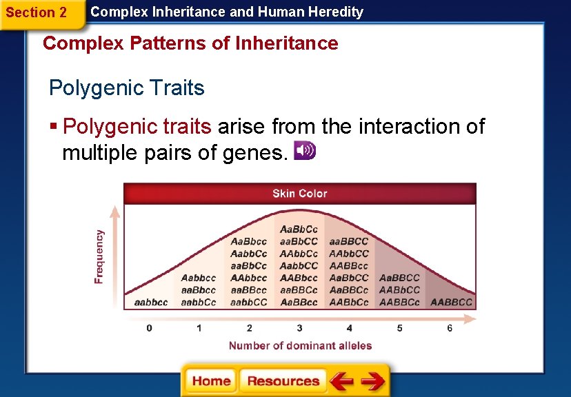 Section 2 Complex Inheritance and Human Heredity Complex Patterns of Inheritance Polygenic Traits §