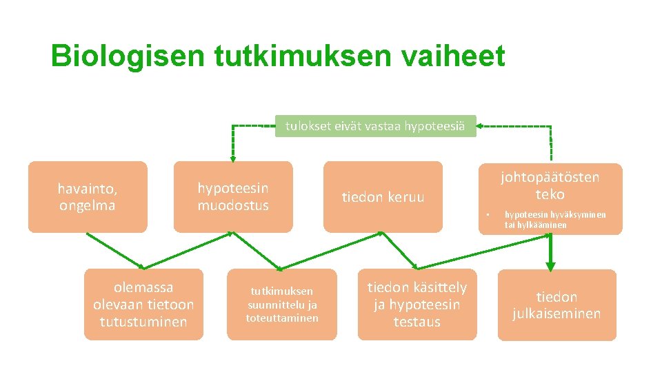 Biologisen tutkimuksen vaiheet tulokset eivät vastaa hypoteesiä havainto, ongelma olemassa olevaan tietoon tutustuminen hypoteesin