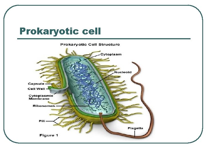 Prokaryotic cell 