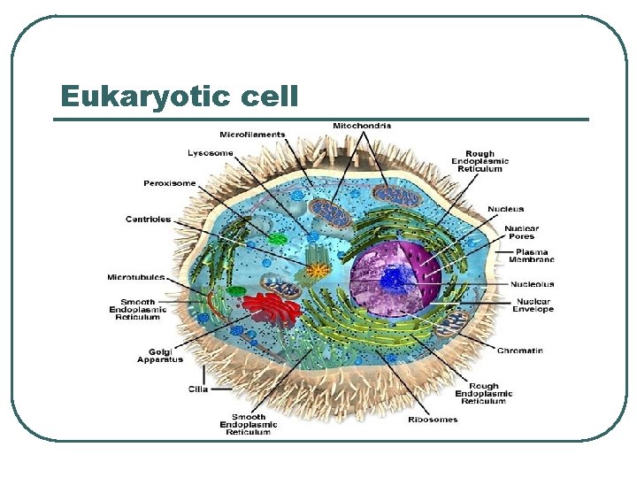 Eukaryotic cell 