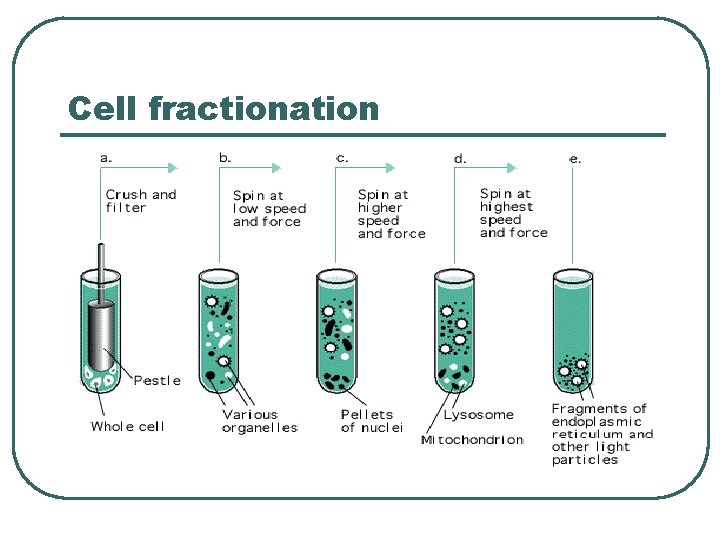 Cell fractionation 