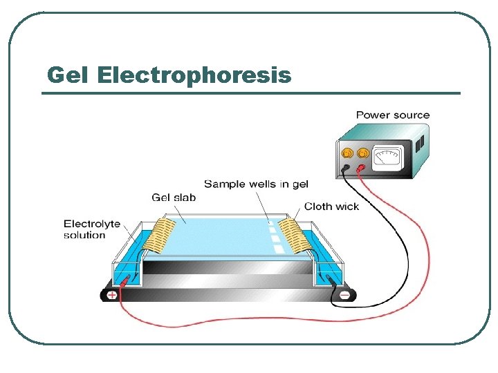 Gel Electrophoresis 