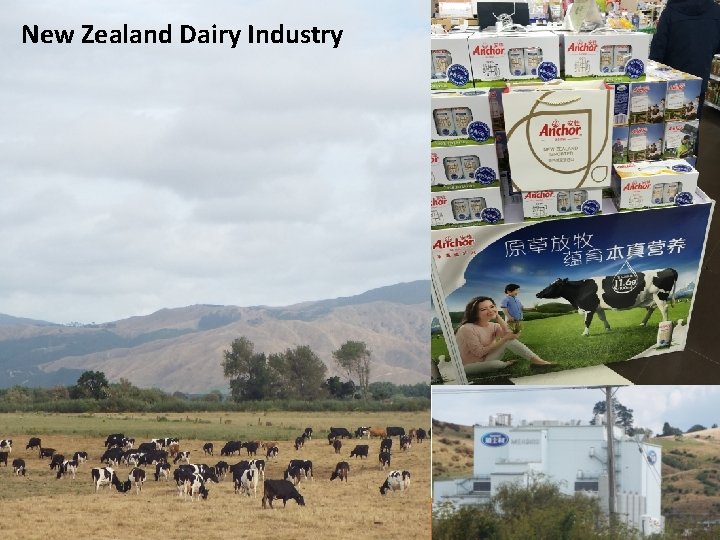New Zealand Dairy Industry 